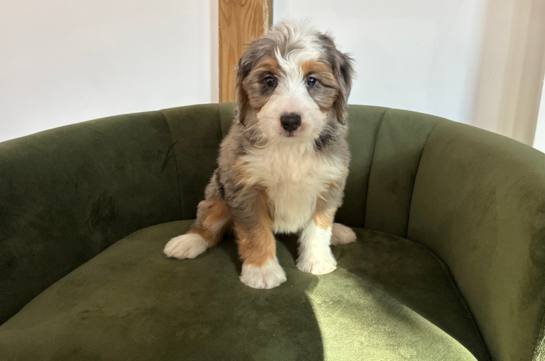 Cute Mini Bernesedoodle Poodle Mix Puppy