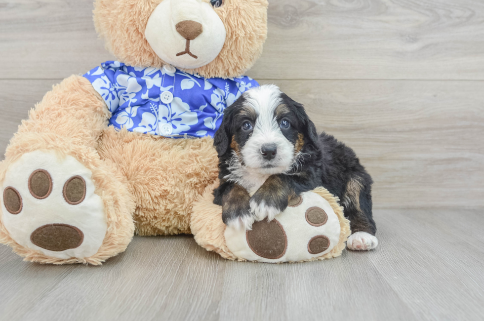 7 week old Mini Bernedoodle Puppy For Sale - Pilesgrove Pups