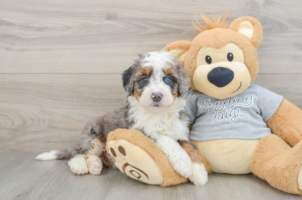 7 week old Mini Bernedoodle Puppy For Sale - Pilesgrove Pups