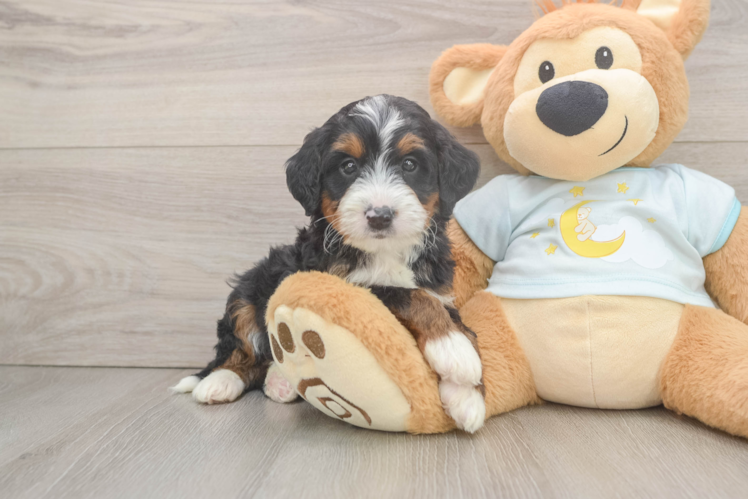 Funny Mini Bernedoodle Poodle Mix Pup