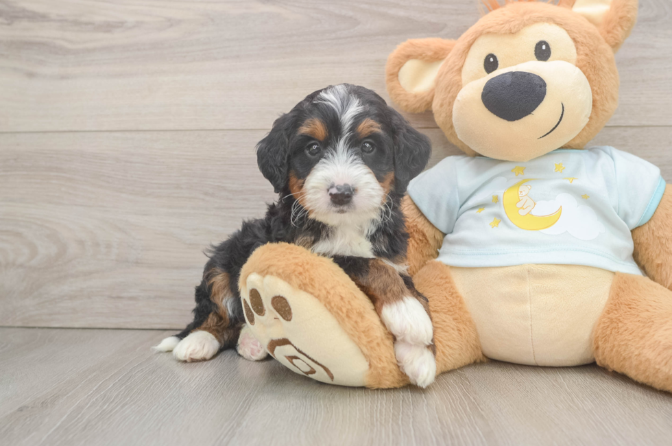 5 week old Mini Bernedoodle Puppy For Sale - Pilesgrove Pups