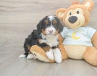 6 week old Mini Bernedoodle Puppy For Sale - Pilesgrove Pups