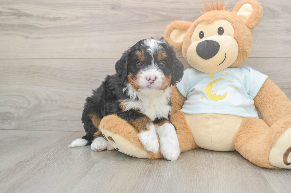 5 week old Mini Bernedoodle Puppy For Sale - Pilesgrove Pups