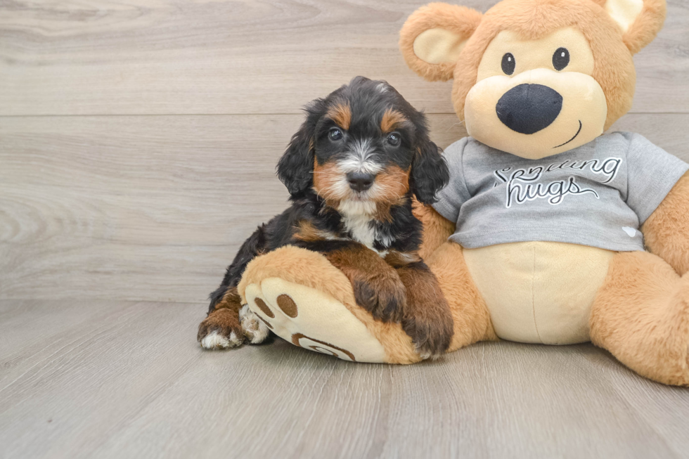 Best Mini Bernedoodle Baby