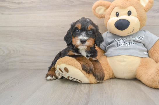 Best Mini Bernedoodle Baby