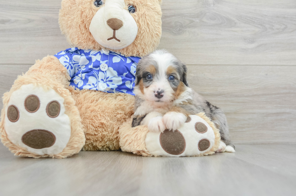 7 week old Mini Bernedoodle Puppy For Sale - Pilesgrove Pups