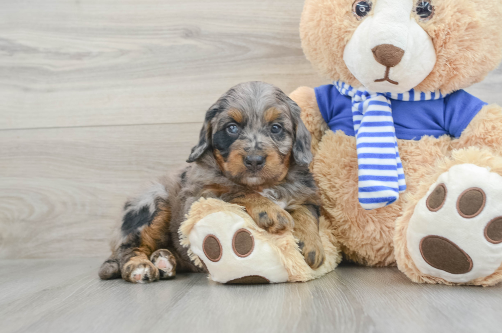 8 week old Mini Bernedoodle Puppy For Sale - Pilesgrove Pups