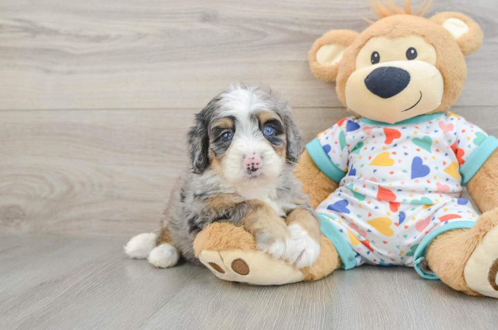 5 week old Mini Bernedoodle Puppy For Sale - Pilesgrove Pups