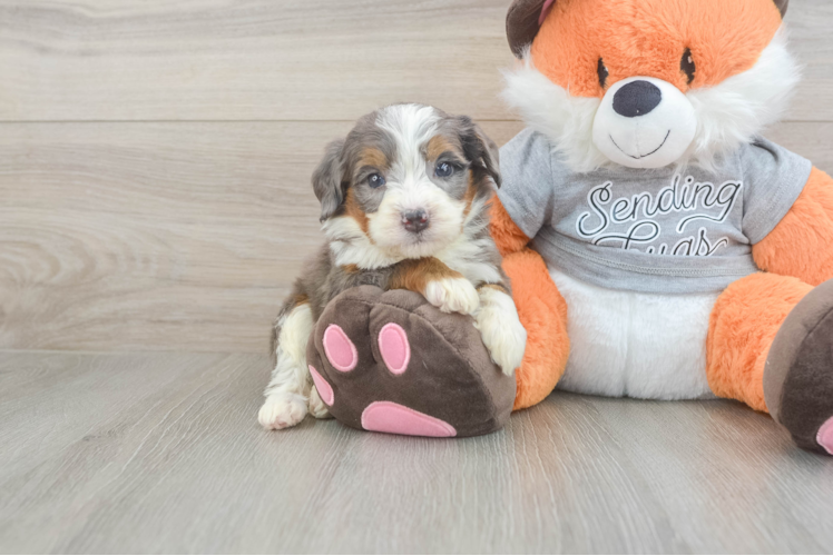 Small Mini Bernedoodle Baby