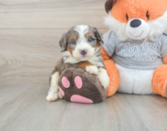 5 week old Mini Bernedoodle Puppy For Sale - Pilesgrove Pups