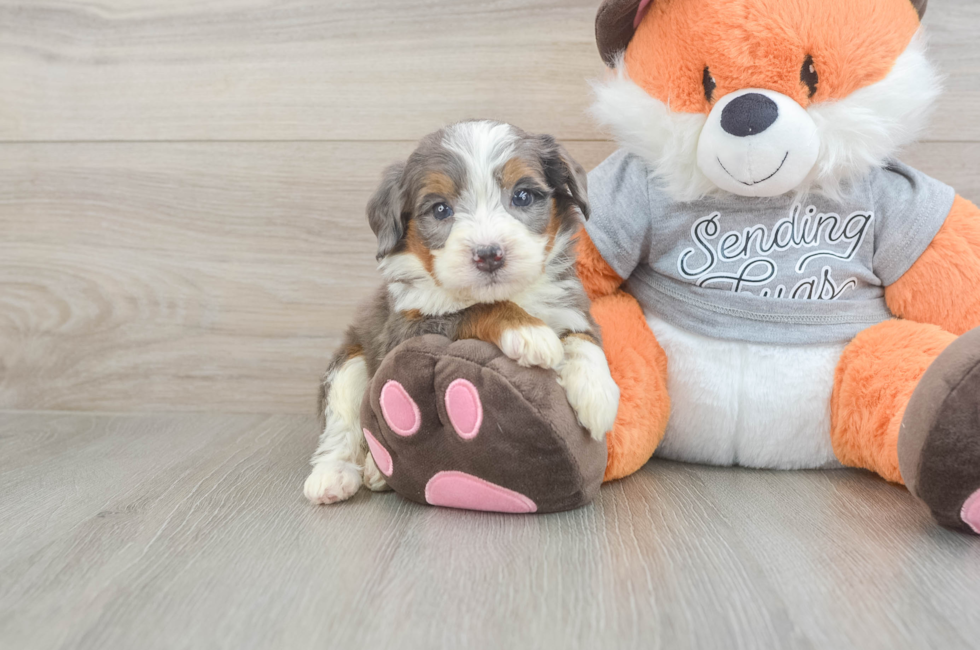 5 week old Mini Bernedoodle Puppy For Sale - Pilesgrove Pups