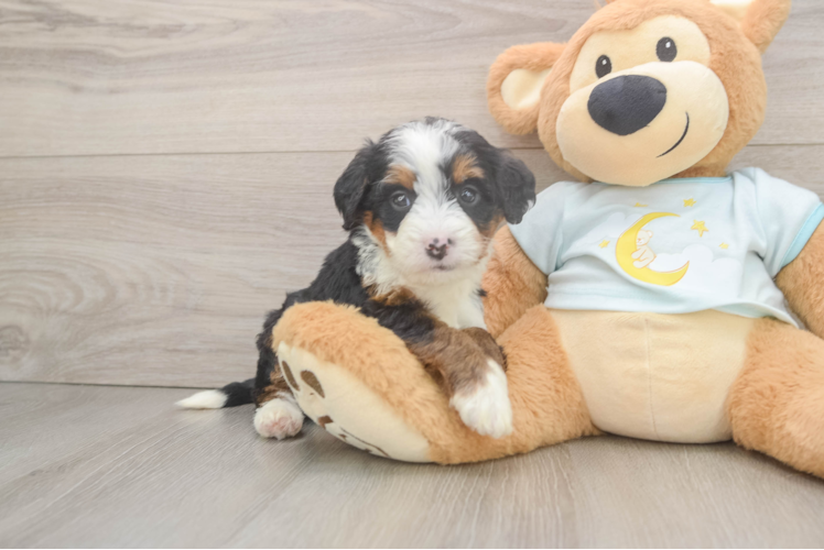 Petite Mini Bernedoodle Poodle Mix Pup