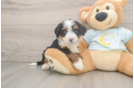Petite Mini Bernedoodle Poodle Mix Pup
