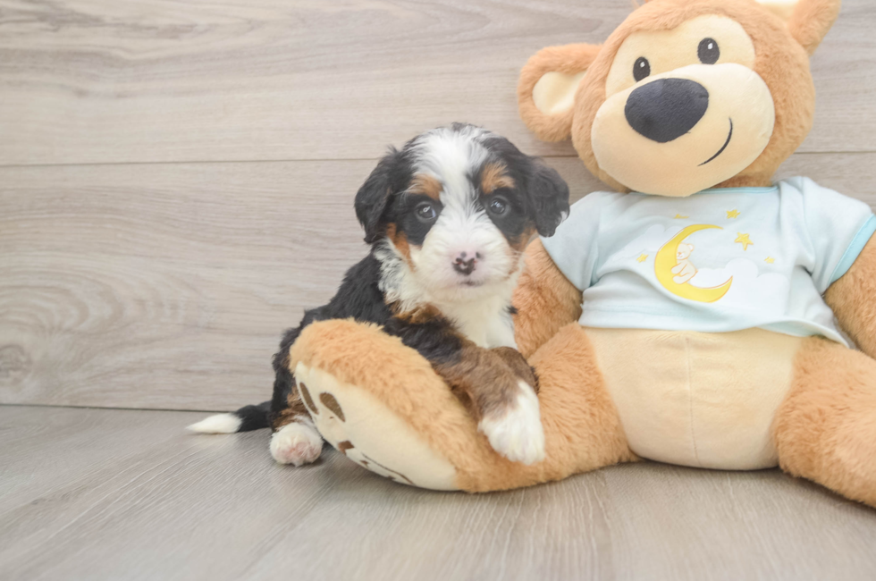 5 week old Mini Bernedoodle Puppy For Sale - Pilesgrove Pups