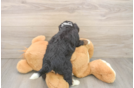 Energetic Mini Berniedoodle Poodle Mix Puppy