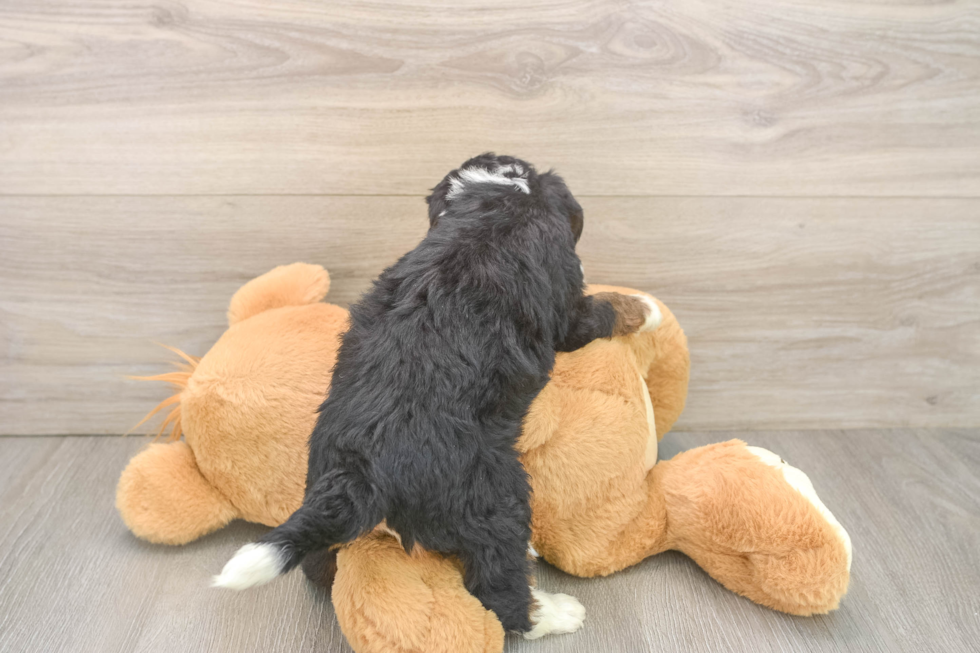 Energetic Mini Berniedoodle Poodle Mix Puppy
