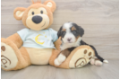 Mini Bernedoodle Puppy for Adoption