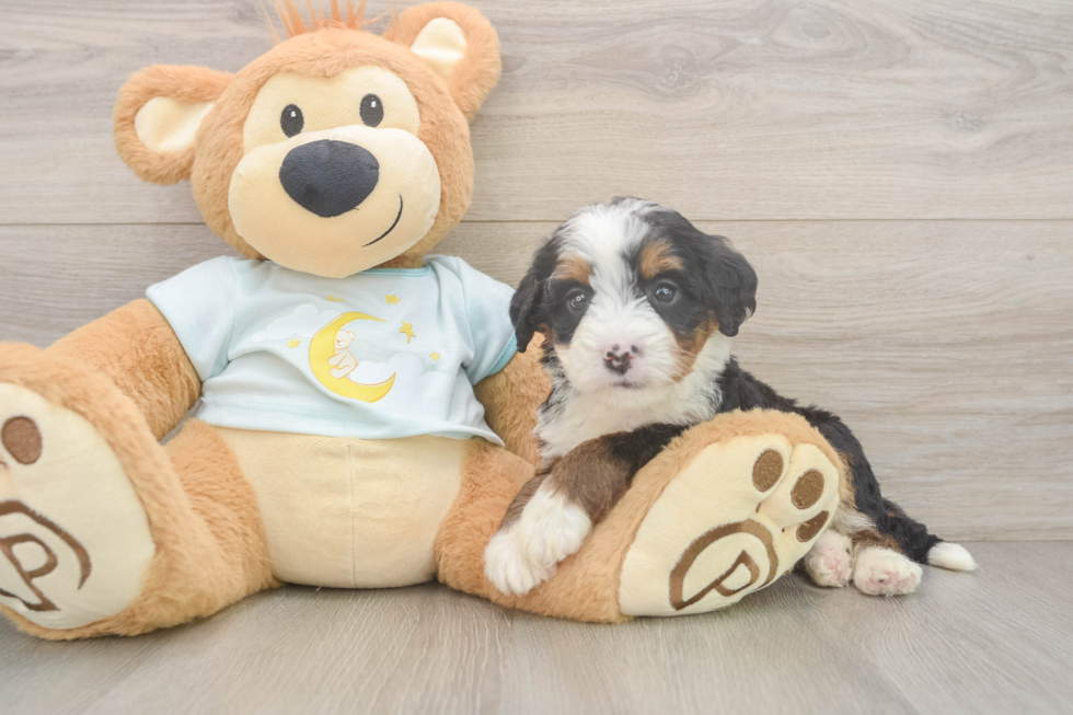 Mini Bernedoodle Puppy for Adoption
