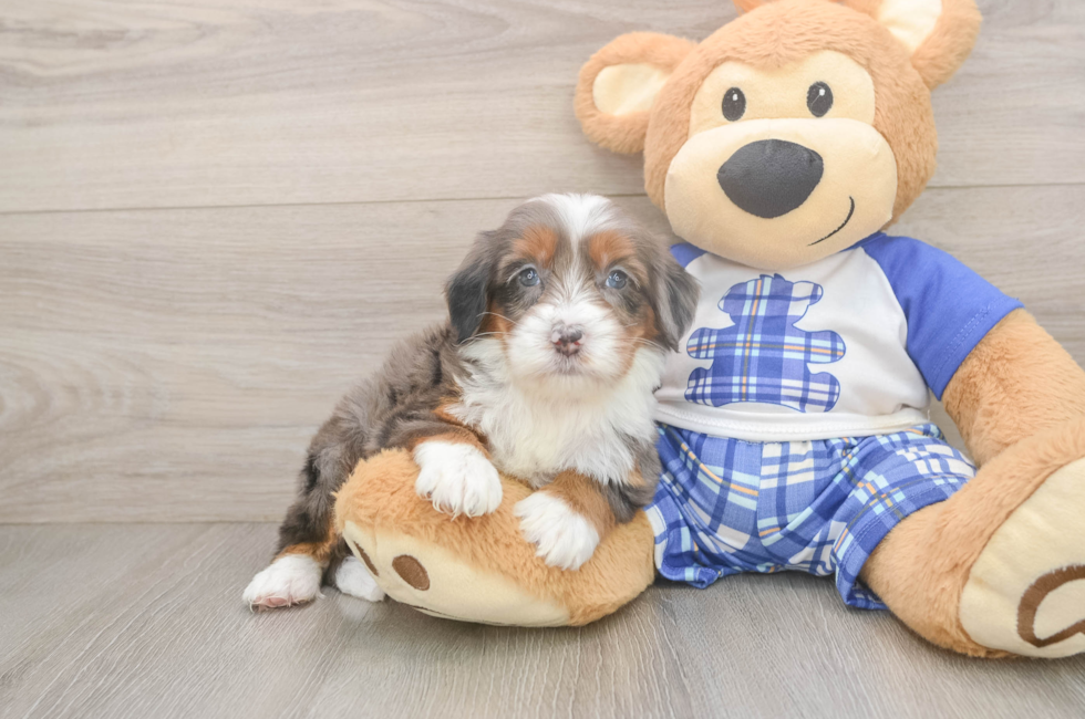 6 week old Mini Bernedoodle Puppy For Sale - Pilesgrove Pups