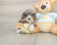 6 week old Mini Bernedoodle Puppy For Sale - Pilesgrove Pups