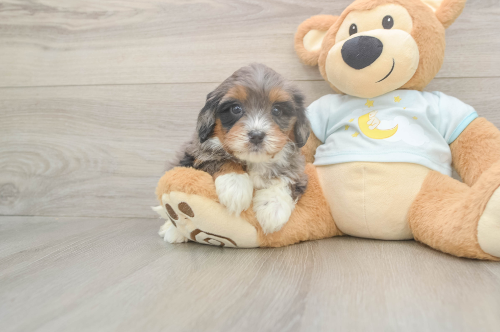 5 week old Mini Bernedoodle Puppy For Sale - Pilesgrove Pups