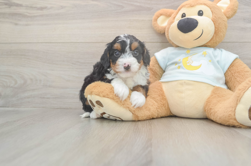 5 week old Mini Bernedoodle Puppy For Sale - Pilesgrove Pups