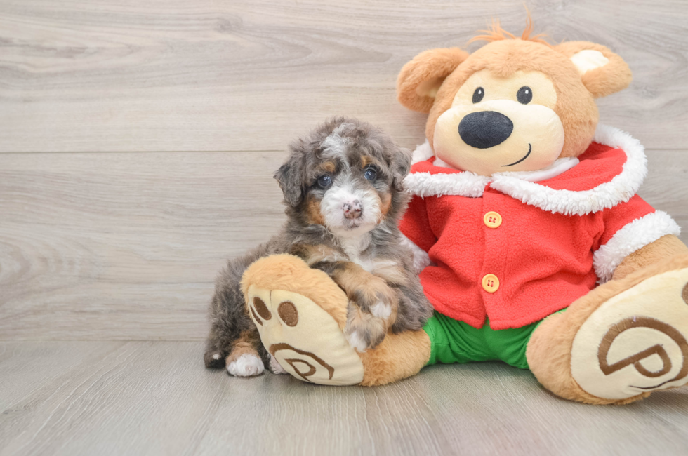 5 week old Mini Bernedoodle Puppy For Sale - Pilesgrove Pups
