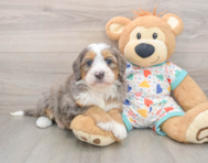 6 week old Mini Bernedoodle Puppy For Sale - Pilesgrove Pups