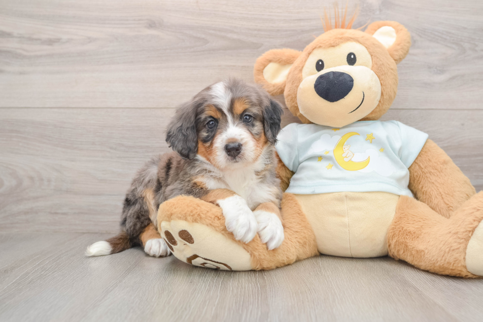 Mini Bernedoodle Pup Being Cute