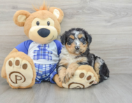 8 week old Mini Bernedoodle Puppy For Sale - Pilesgrove Pups