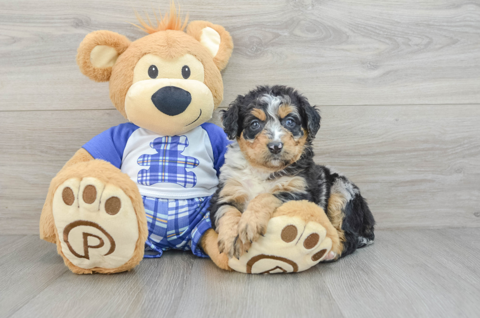 8 week old Mini Bernedoodle Puppy For Sale - Pilesgrove Pups