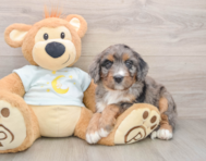 6 week old Mini Bernedoodle Puppy For Sale - Pilesgrove Pups
