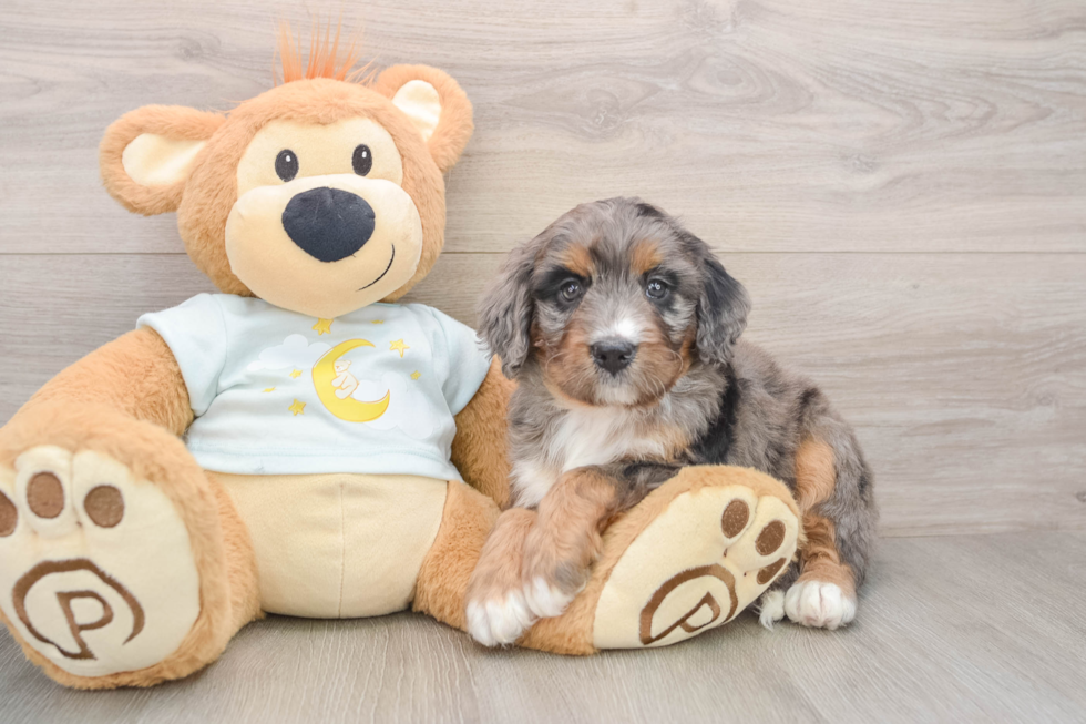 Adorable Mini Berniedoodle Poodle Mix Puppy