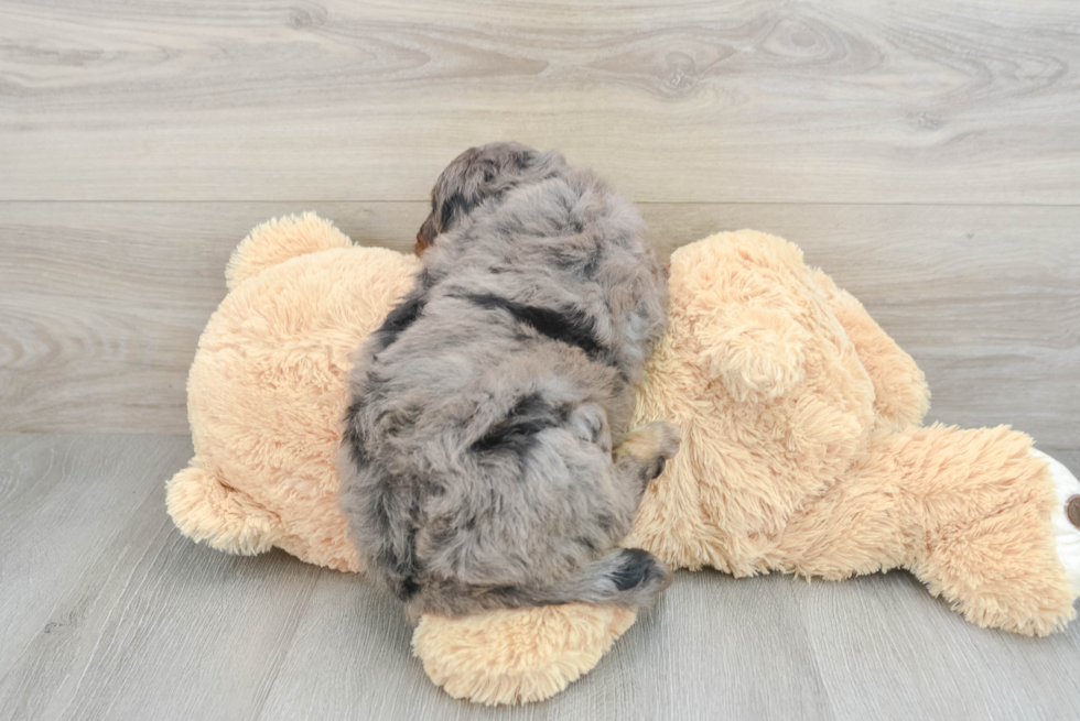 Mini Bernedoodle Puppy for Adoption