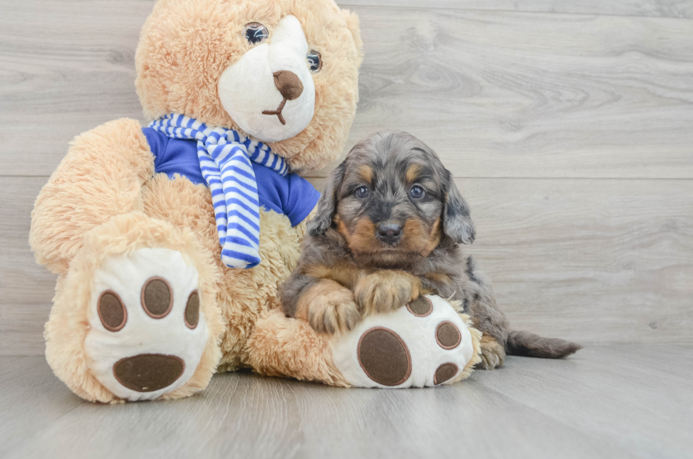 8 week old Mini Bernedoodle Puppy For Sale - Pilesgrove Pups