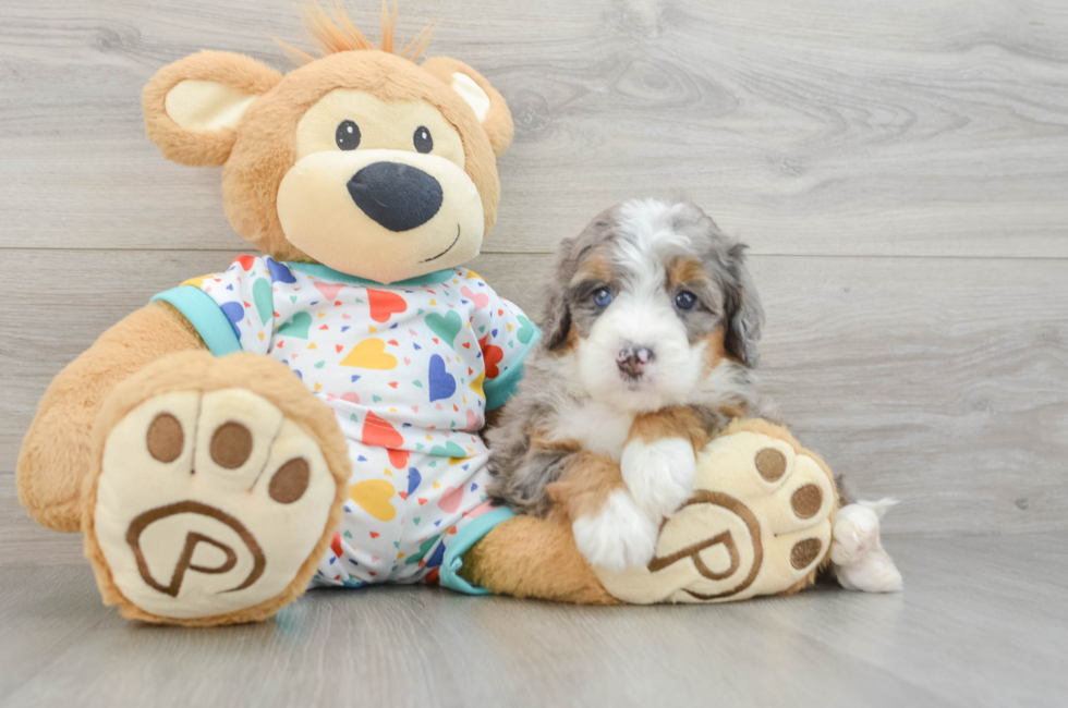5 week old Mini Bernedoodle Puppy For Sale - Pilesgrove Pups