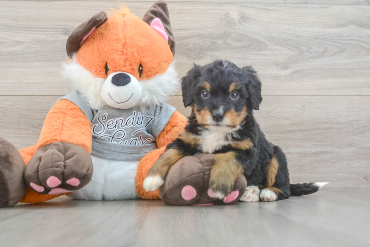 Happy Mini Bernedoodle Baby