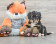 5 week old Mini Bernedoodle Puppy For Sale - Pilesgrove Pups
