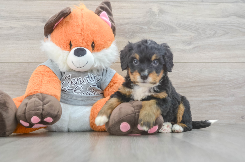 5 week old Mini Bernedoodle Puppy For Sale - Pilesgrove Pups
