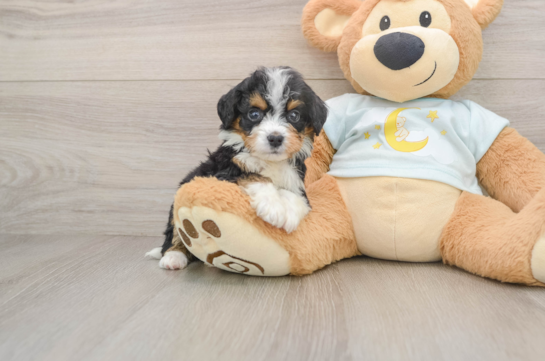 Energetic Mini Bernesedoodle Poodle Mix Puppy