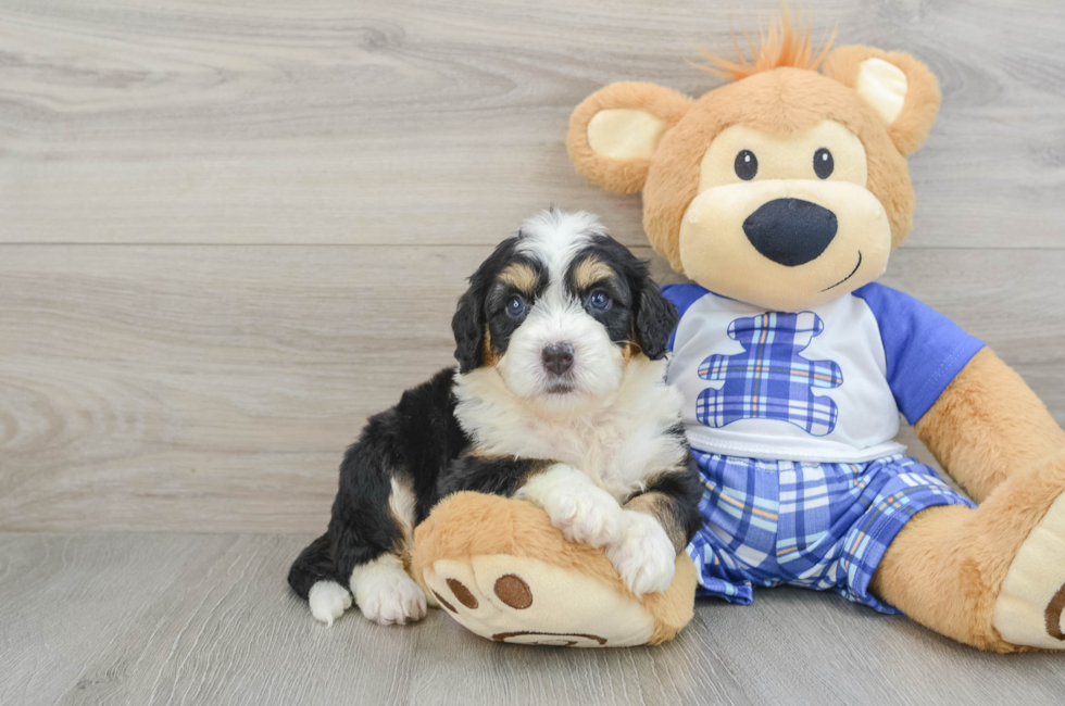 7 week old Mini Bernedoodle Puppy For Sale - Pilesgrove Pups