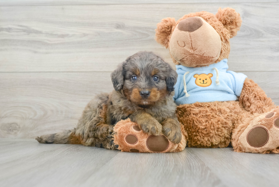 Mini Bernedoodle Puppy for Adoption