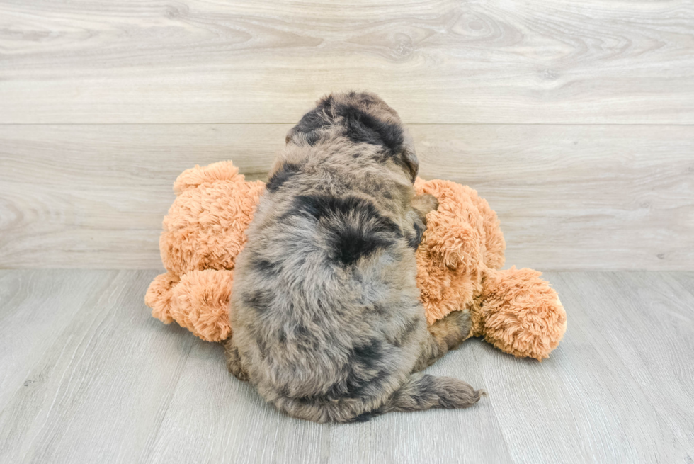 Cute Mini Bernedoodle Baby