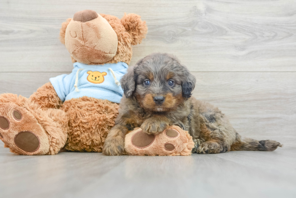 Mini Bernedoodle Puppy for Adoption