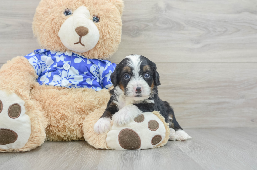 7 week old Mini Bernedoodle Puppy For Sale - Pilesgrove Pups