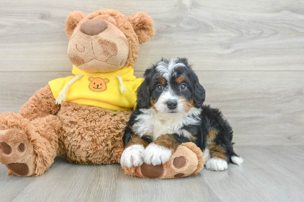 Petite Mini Bernedoodle Poodle Mix Pup