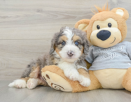 7 week old Mini Bernedoodle Puppy For Sale - Pilesgrove Pups