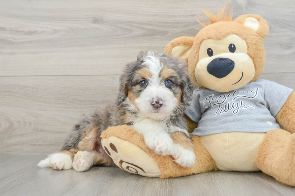 7 week old Mini Bernedoodle Puppy For Sale - Pilesgrove Pups