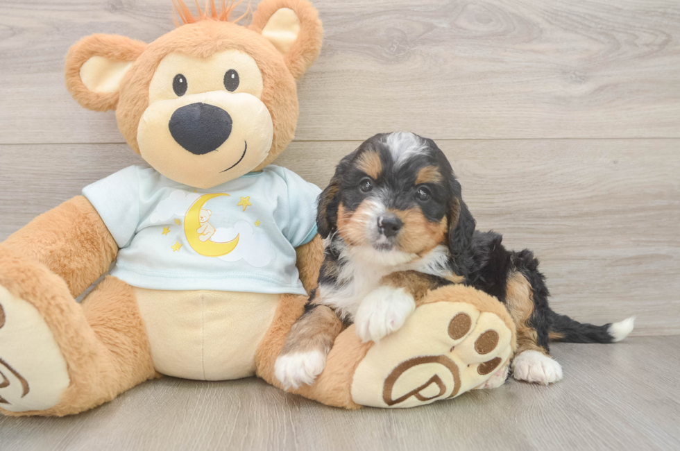 5 week old Mini Bernedoodle Puppy For Sale - Pilesgrove Pups