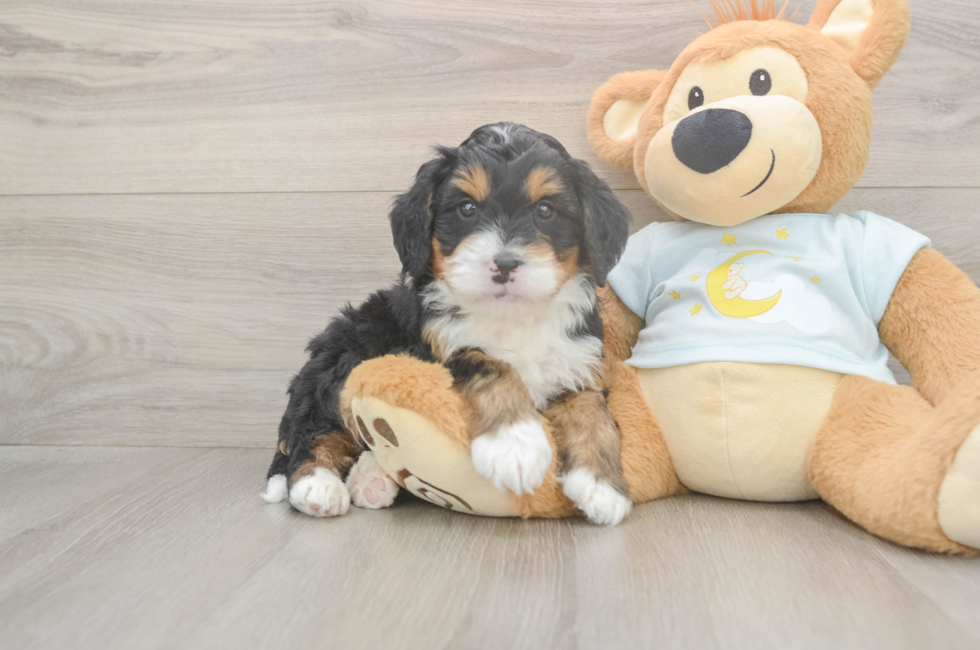 5 week old Mini Bernedoodle Puppy For Sale - Pilesgrove Pups